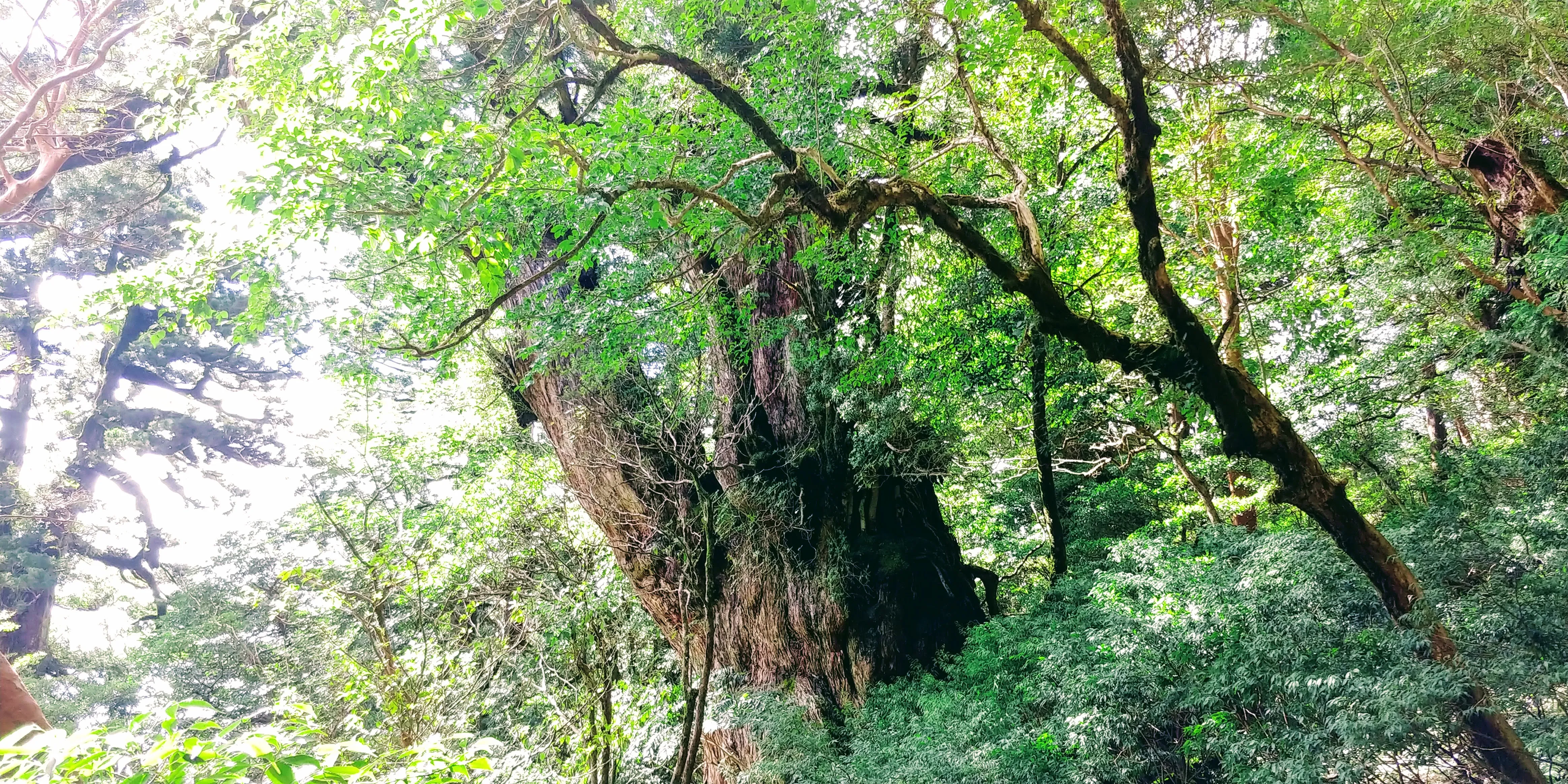 fig